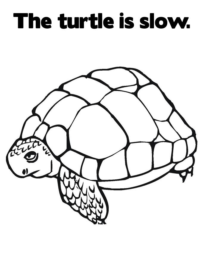 Turtle Coloring Pages: 110 Relaxing Designs for Turtle Lovers 50