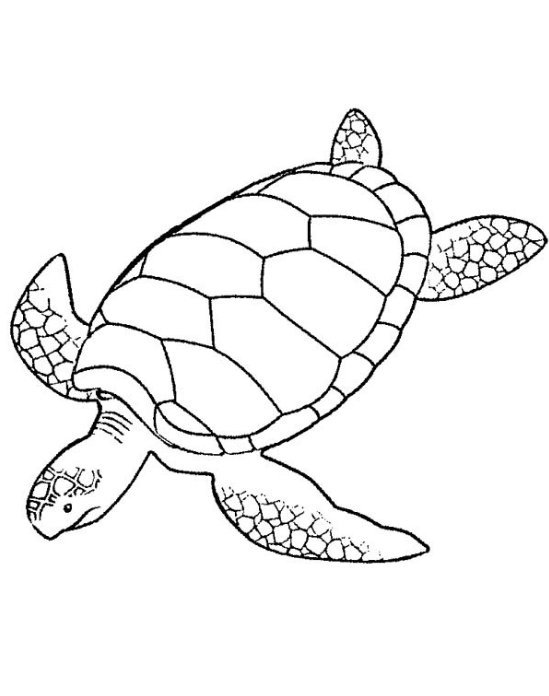 Turtle Coloring Pages: 110 Relaxing Designs for Turtle Lovers 52