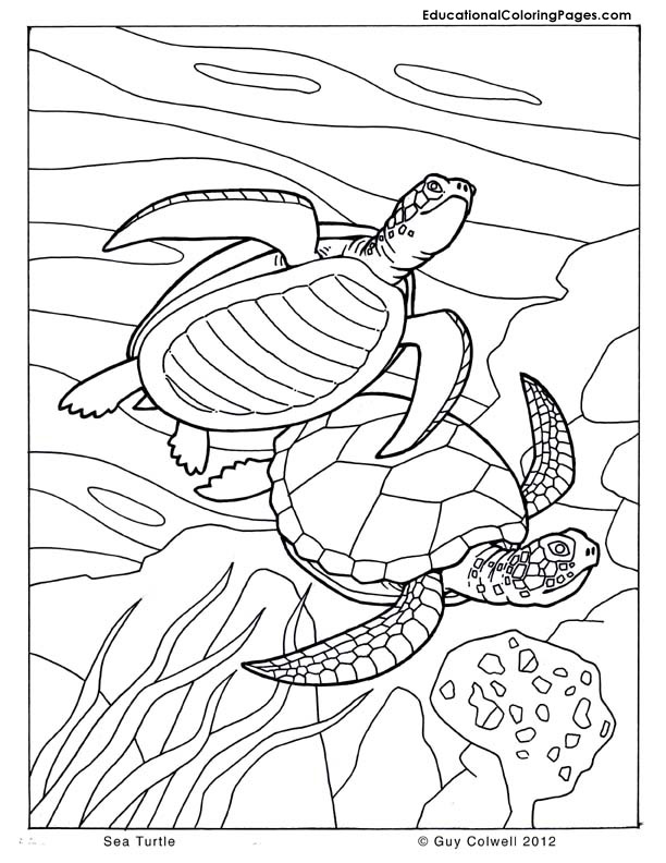 Turtle Coloring Pages: 110 Relaxing Designs for Turtle Lovers 56