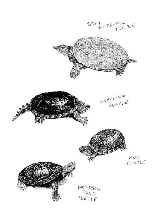 Turtle Coloring Pages: 110 Relaxing Designs for Turtle Lovers 57