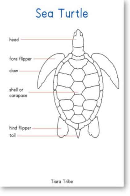 Turtle Coloring Pages: 110 Relaxing Designs for Turtle Lovers 58