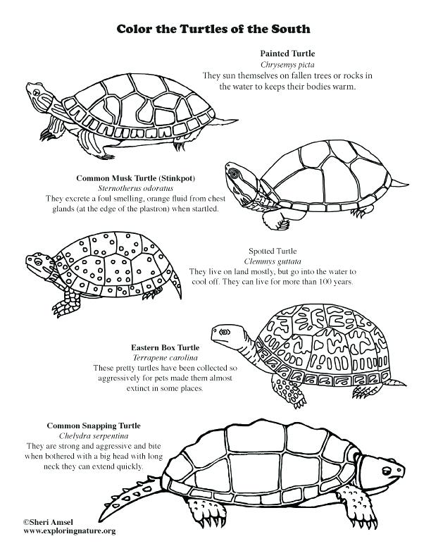 Turtle Coloring Pages: 110 Relaxing Designs for Turtle Lovers 59