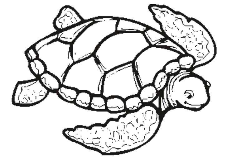 Turtle Coloring Pages: 110 Relaxing Designs for Turtle Lovers 60