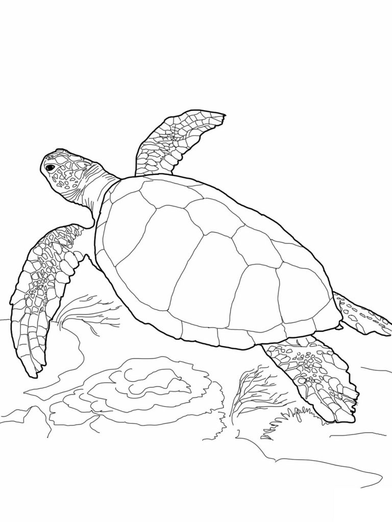 Turtle Coloring Pages: 110 Relaxing Designs for Turtle Lovers 64