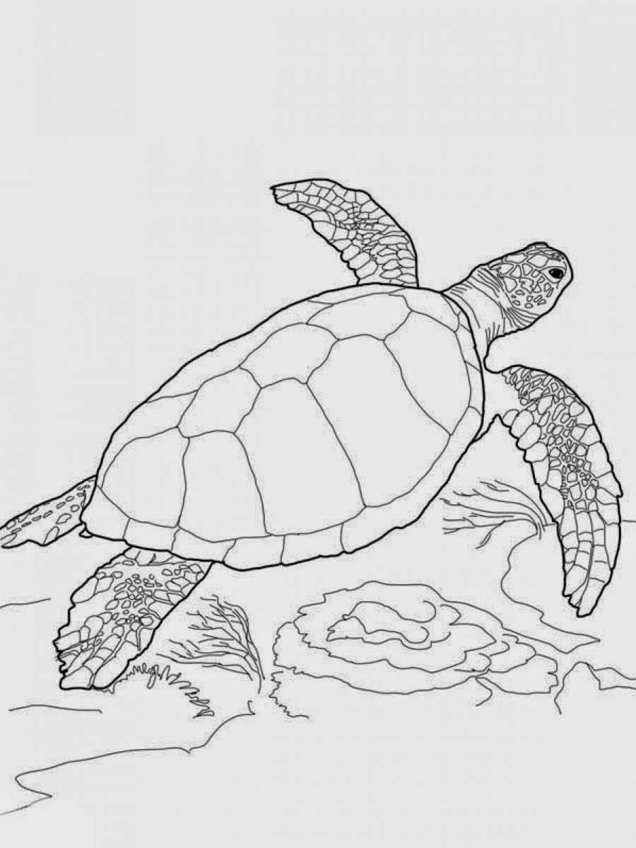 Turtle Coloring Pages: 110 Relaxing Designs for Turtle Lovers 71