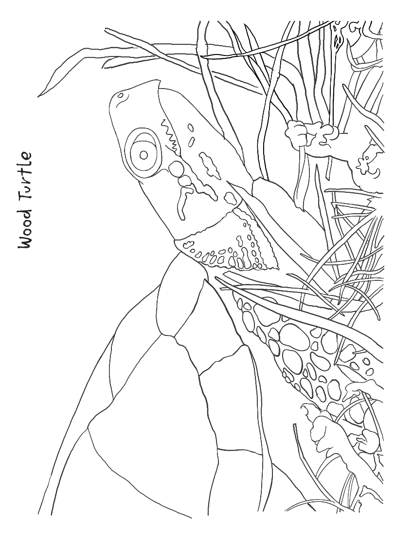 Turtle Coloring Pages: 110 Relaxing Designs for Turtle Lovers 75