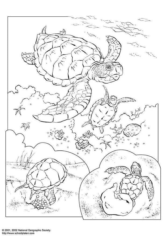 Turtle Coloring Pages: 110 Relaxing Designs for Turtle Lovers 77