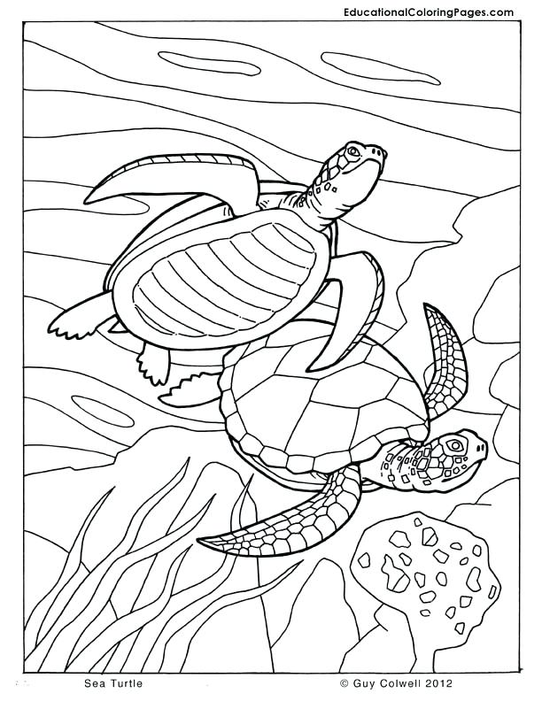 Turtle Coloring Pages: 110 Relaxing Designs for Turtle Lovers 78