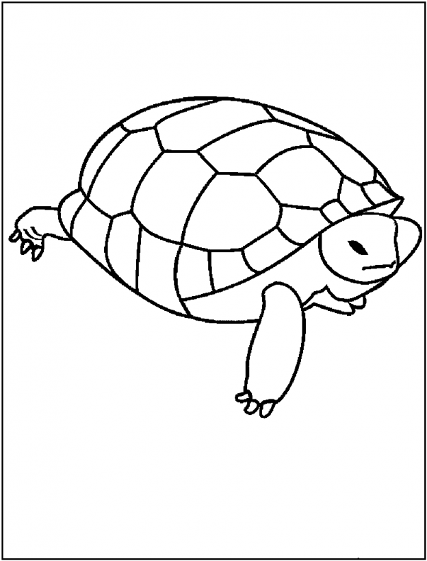 Turtle Coloring Pages: 110 Relaxing Designs for Turtle Lovers 80