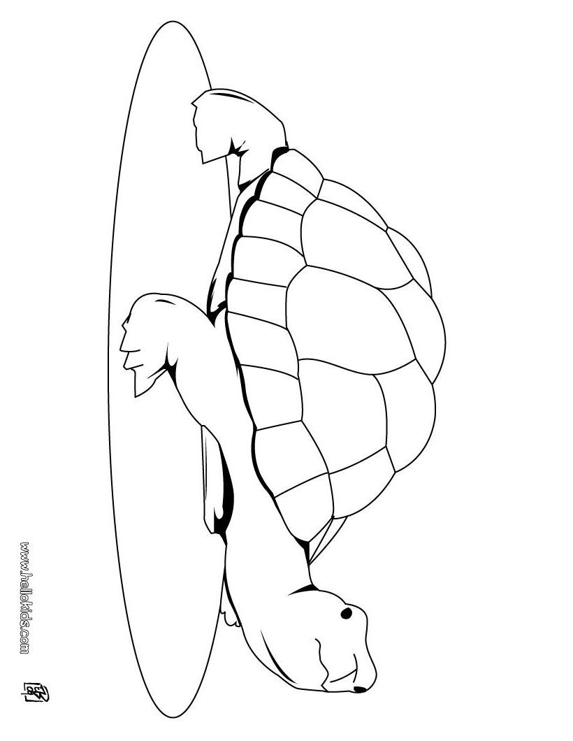 Turtle Coloring Pages: 110 Relaxing Designs for Turtle Lovers 85