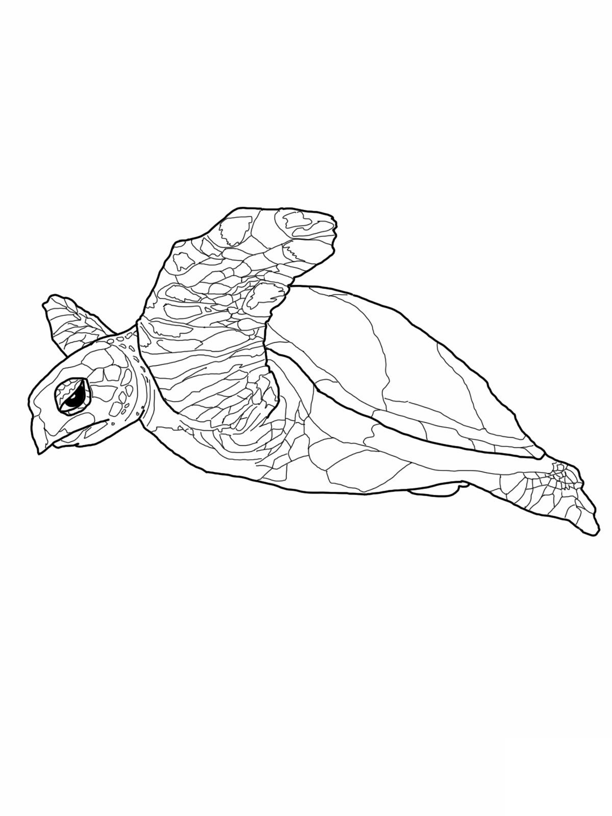 Turtle Coloring Pages: 110 Relaxing Designs for Turtle Lovers 91