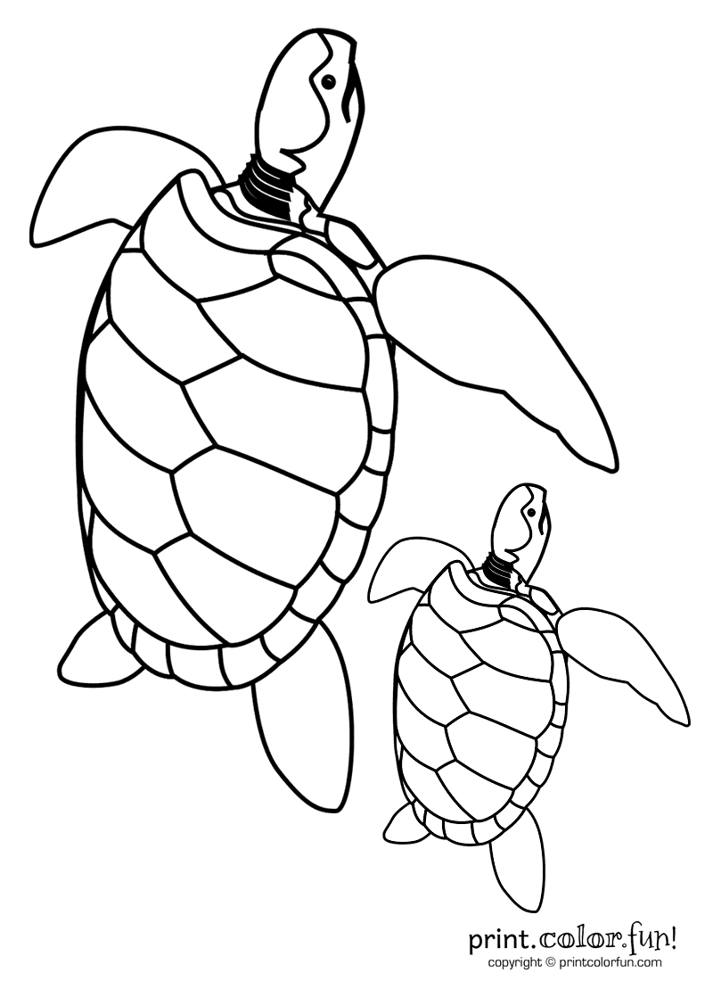 Turtle Coloring Pages: 110 Relaxing Designs for Turtle Lovers 95