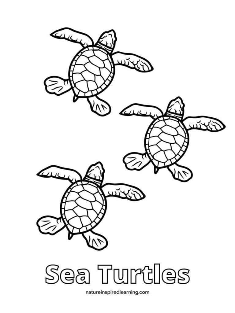 Turtle Coloring Pages: 110 Relaxing Designs for Turtle Lovers 96