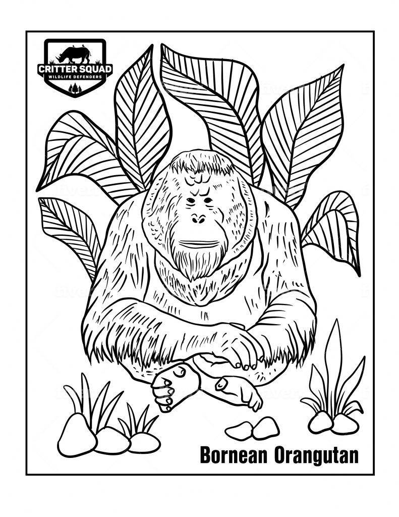 126 Brown Bear Coloring Pages Printable 101