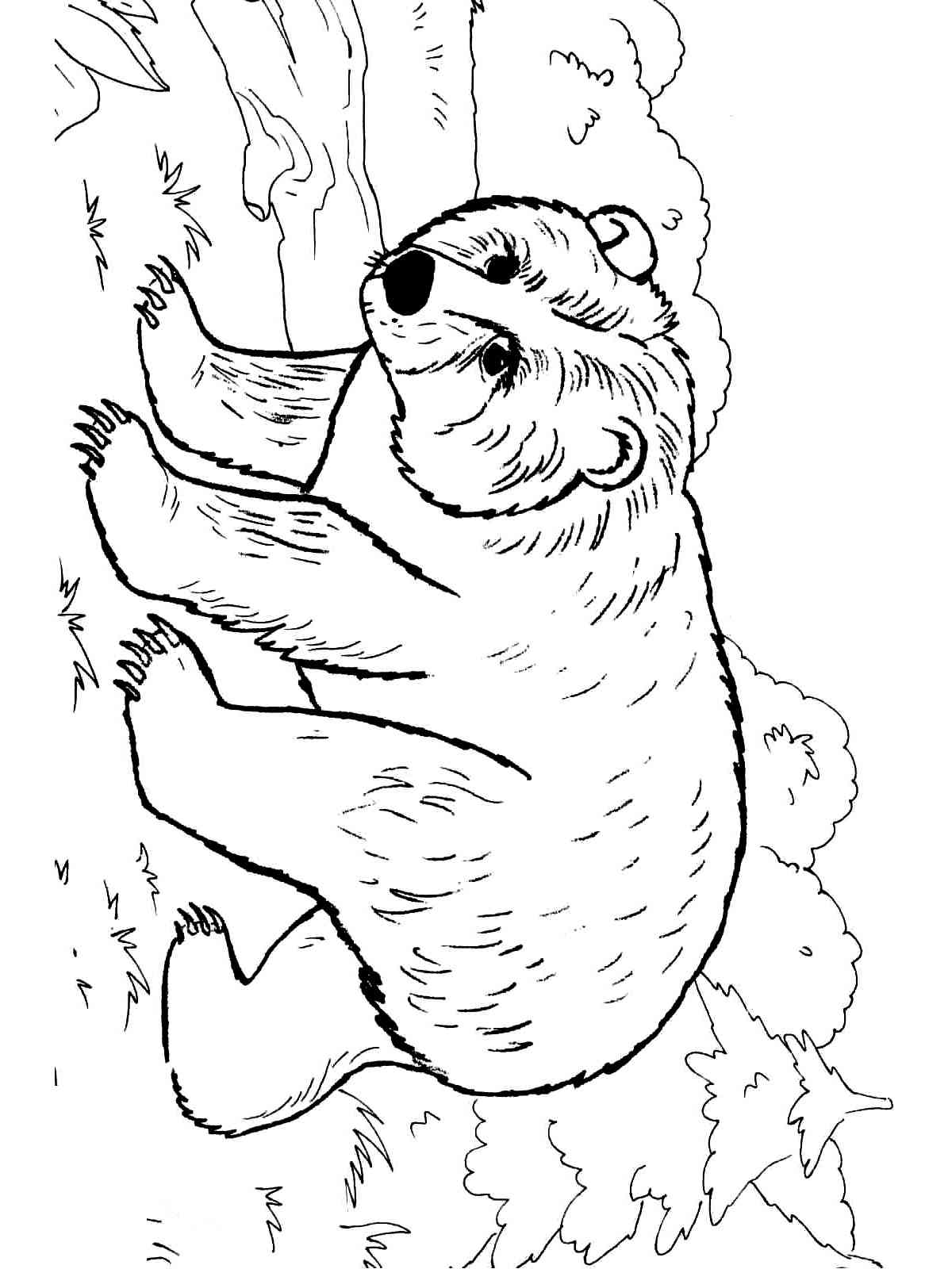 126 Brown Bear Coloring Pages Printable 92