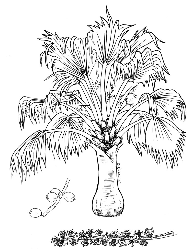 98 Palm Tree Coloring Pages Free Printable 18