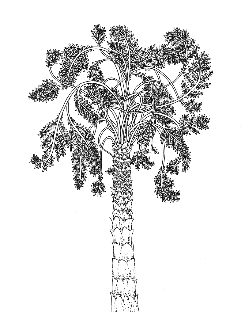 98 Palm Tree Coloring Pages Free Printable 28