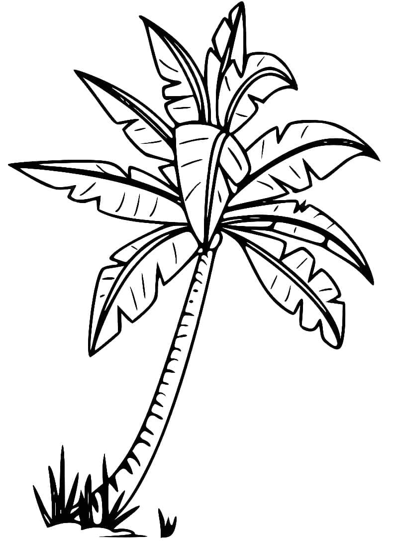 98 Palm Tree Coloring Pages Free Printable 39