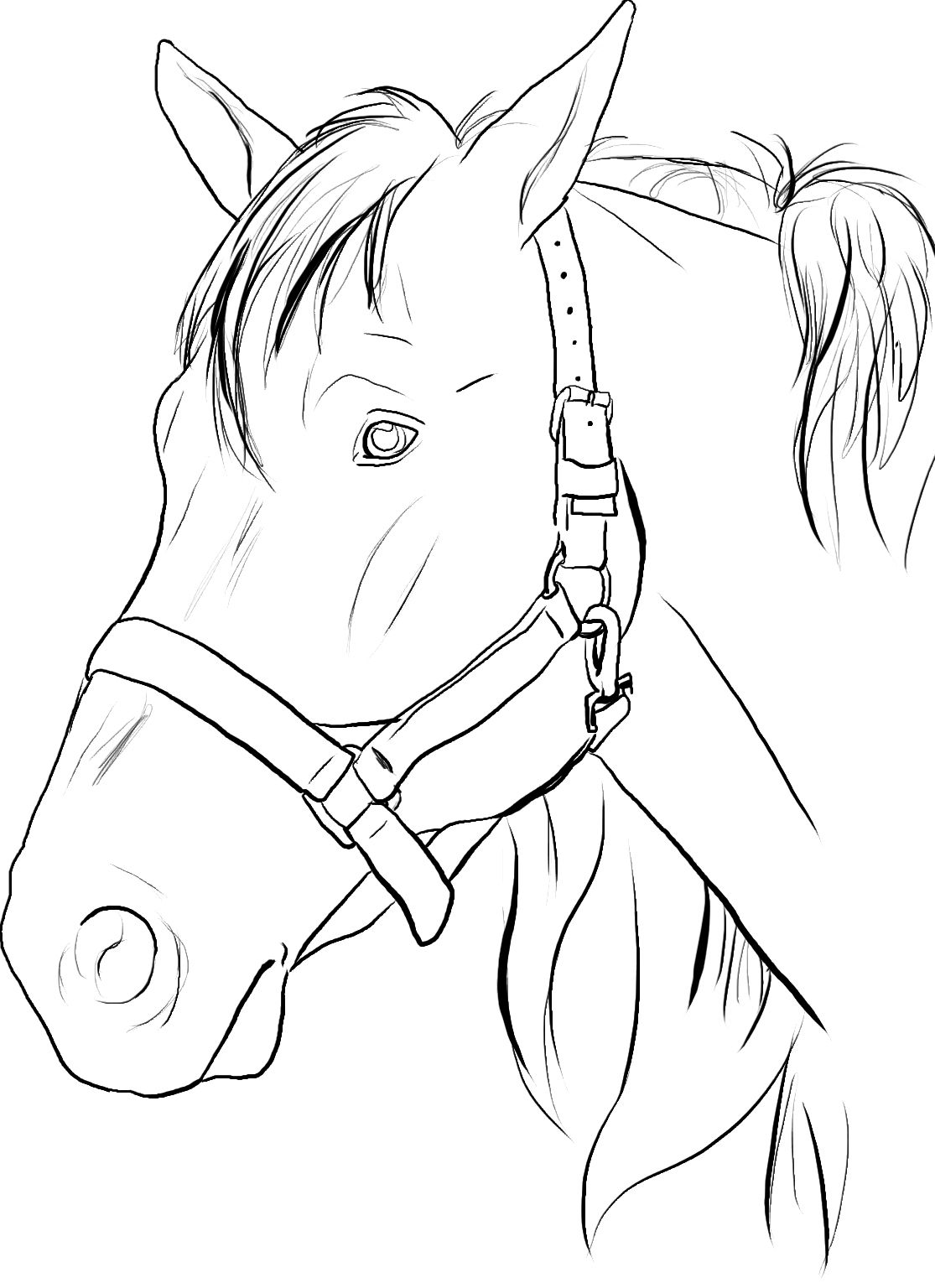 133 Free Horse Coloring Pages for Kids Printable 91