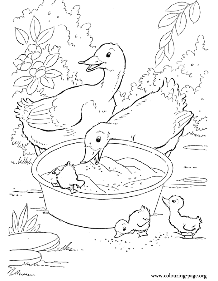 35 Adorable Duck Coloring Pages Printable 10