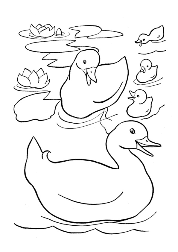 35 Adorable Duck Coloring Pages Printable 32