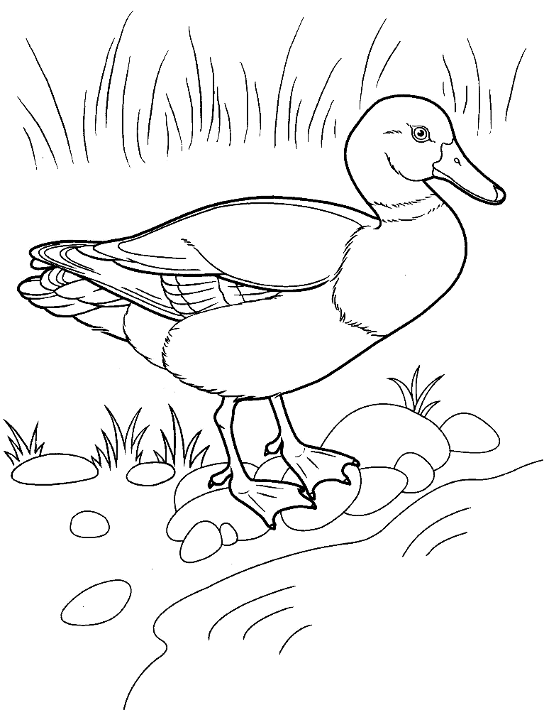 35 Adorable Duck Coloring Pages Printable 6