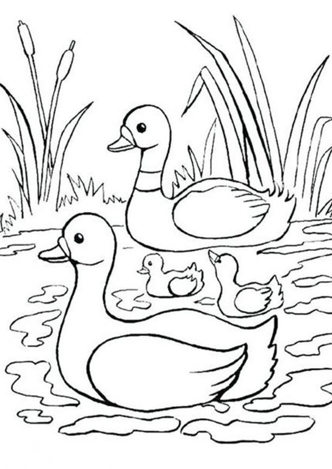 35 Adorable Duck Coloring Pages Printable 8