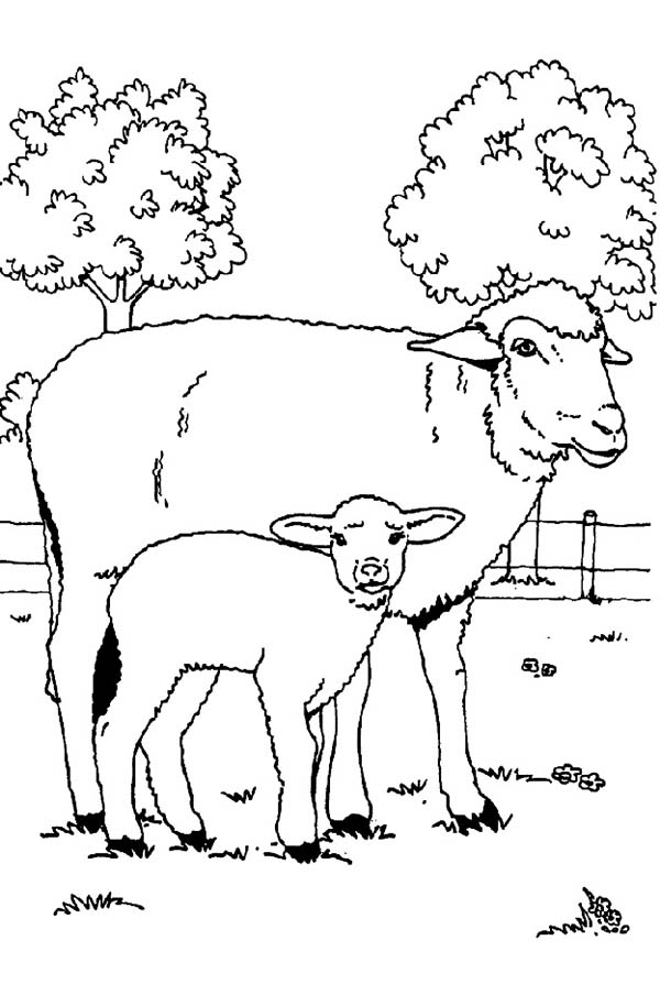 82 Sheep Coloring Pages for Kids Printable 13