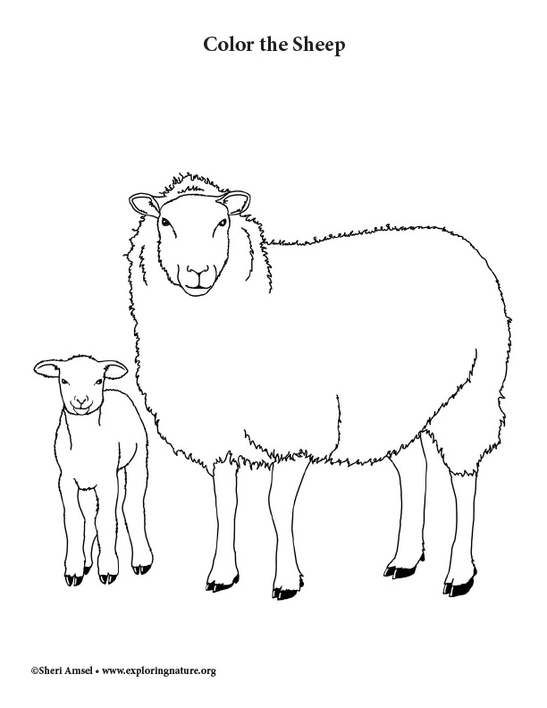 82 Sheep Coloring Pages for Kids Printable 2