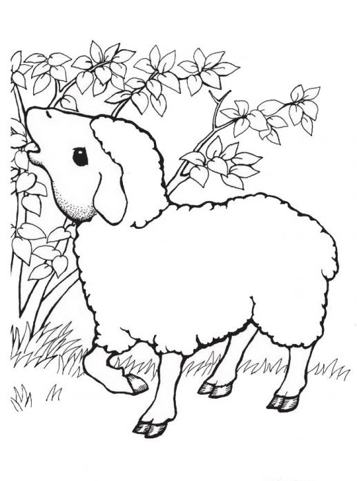 82 Sheep Coloring Pages for Kids Printable 22