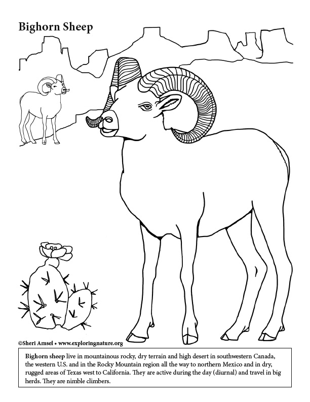 82 Sheep Coloring Pages for Kids Printable 33