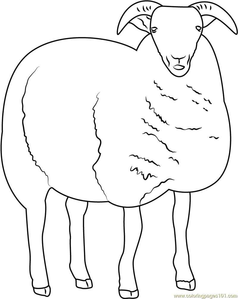 82 Sheep Coloring Pages for Kids Printable 38