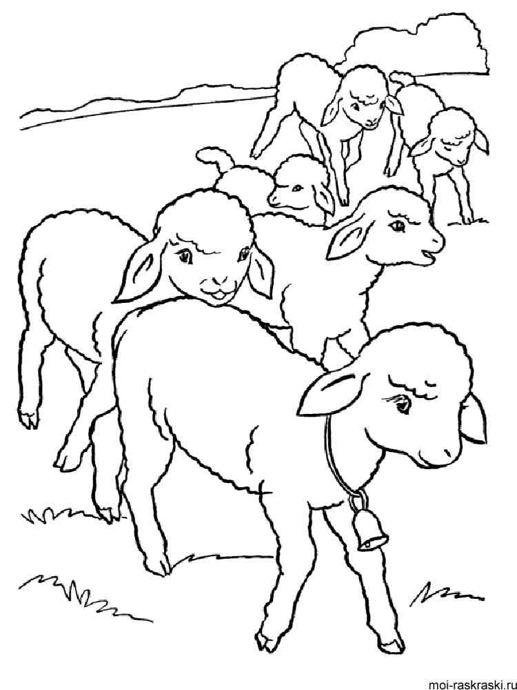 82 Sheep Coloring Pages for Kids Printable 81