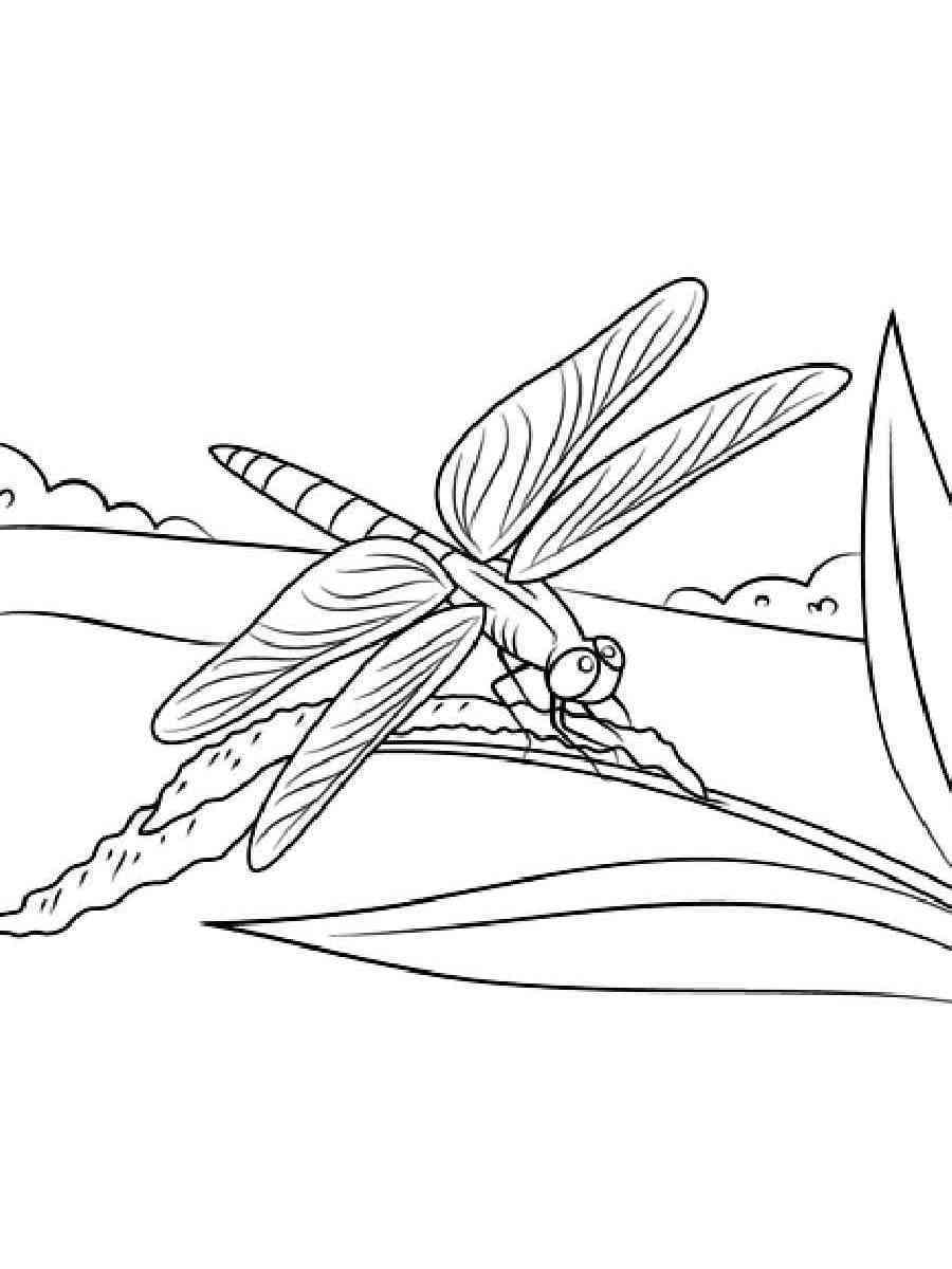 88 Dragonfly Coloring Pages Printable 12