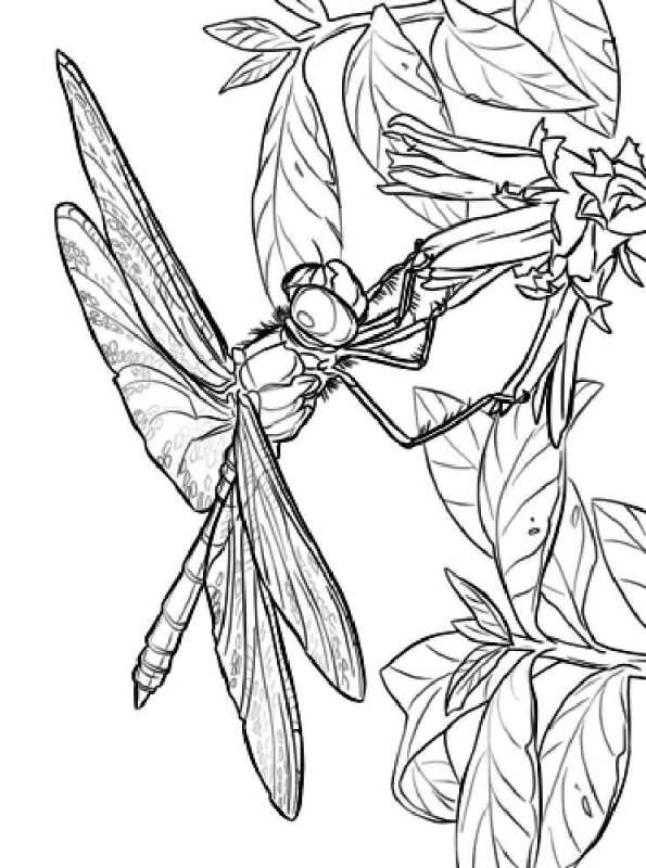 88 Dragonfly Coloring Pages Printable 14