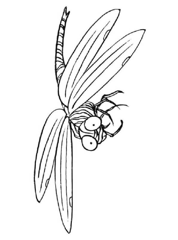 88 Dragonfly Coloring Pages Printable 16