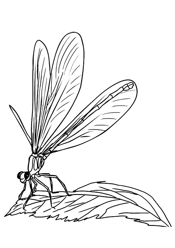 88 Dragonfly Coloring Pages Printable 33