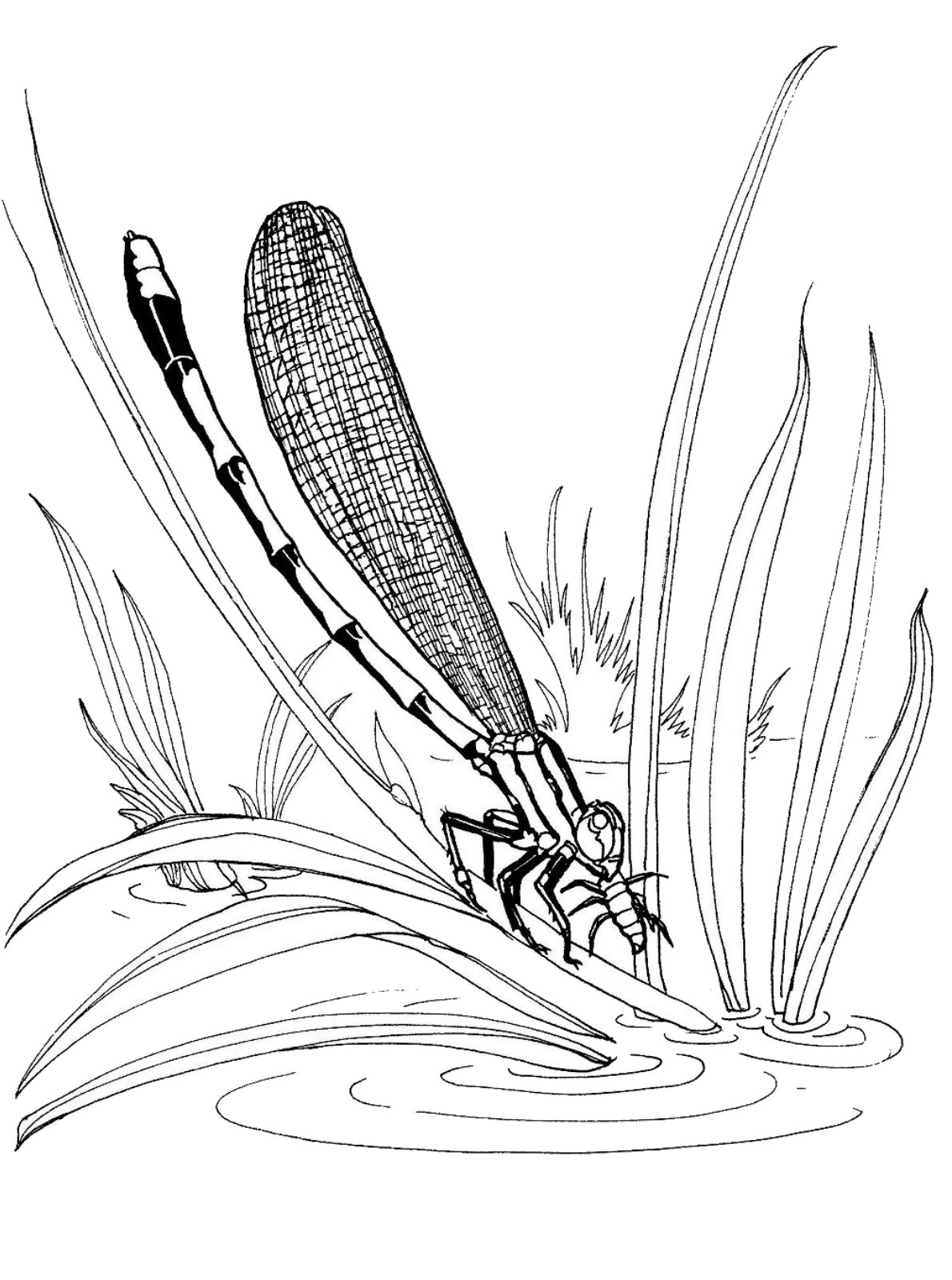 88 Dragonfly Coloring Pages Printable 34