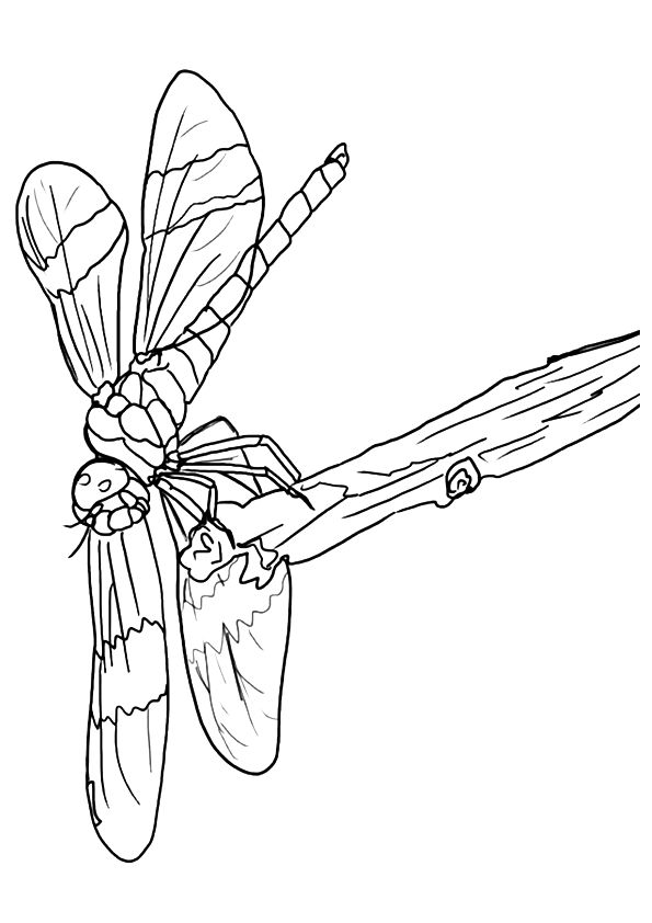 88 Dragonfly Coloring Pages Printable 41