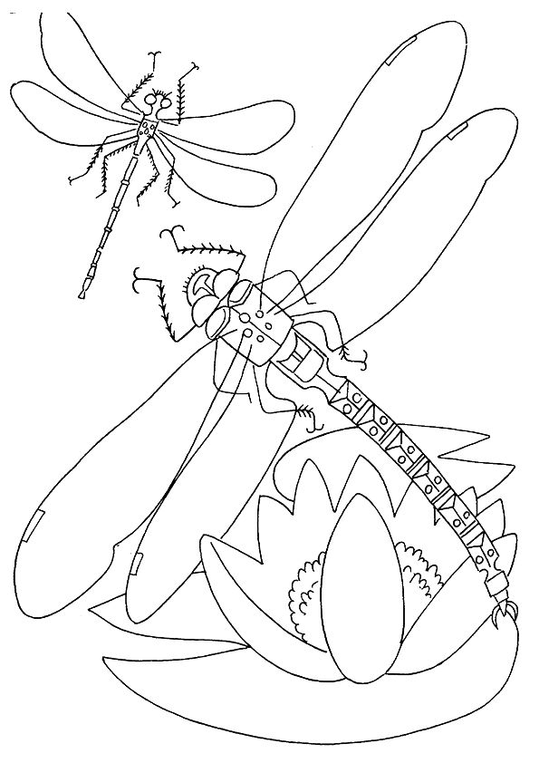 88 Dragonfly Coloring Pages Printable 44