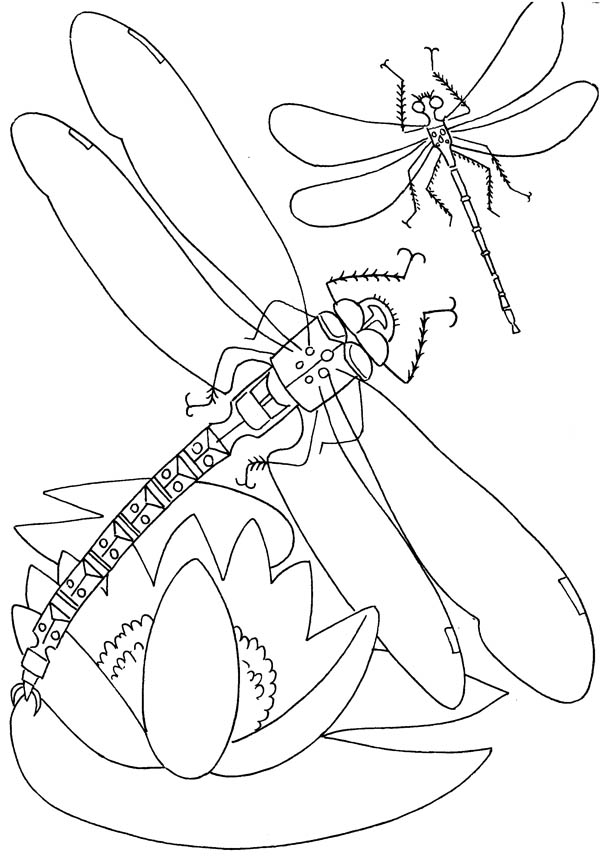 88 Dragonfly Coloring Pages Printable 47