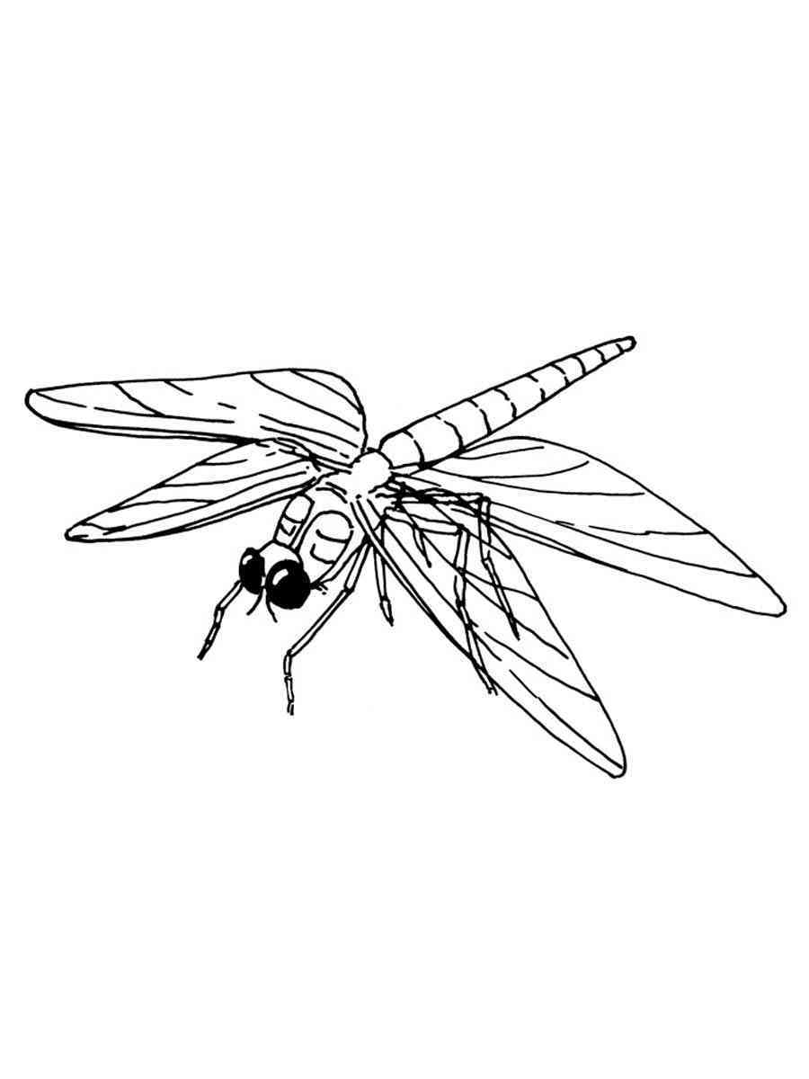 88 Dragonfly Coloring Pages Printable 6