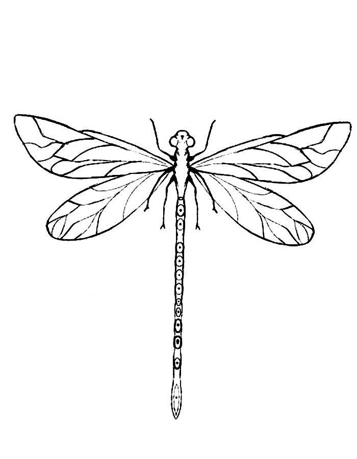 88 Dragonfly Coloring Pages Printable 66