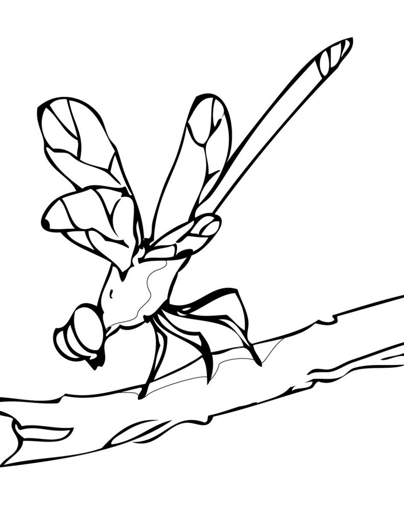 88 Dragonfly Coloring Pages Printable 73