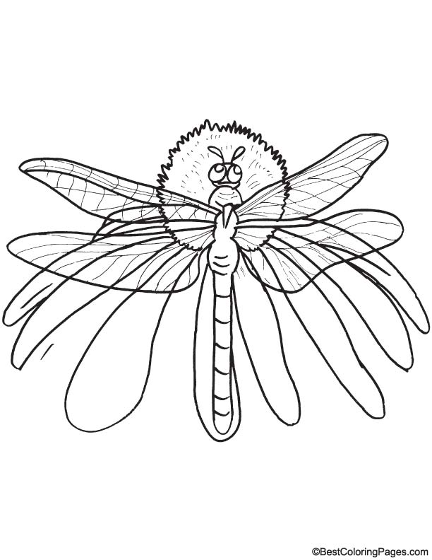 88 Dragonfly Coloring Pages Printable 74