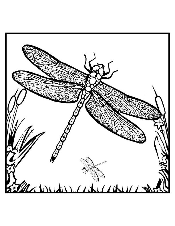 88 Dragonfly Coloring Pages Printable 79