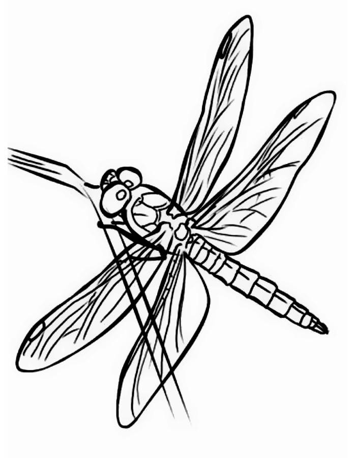 88 Dragonfly Coloring Pages Printable 86