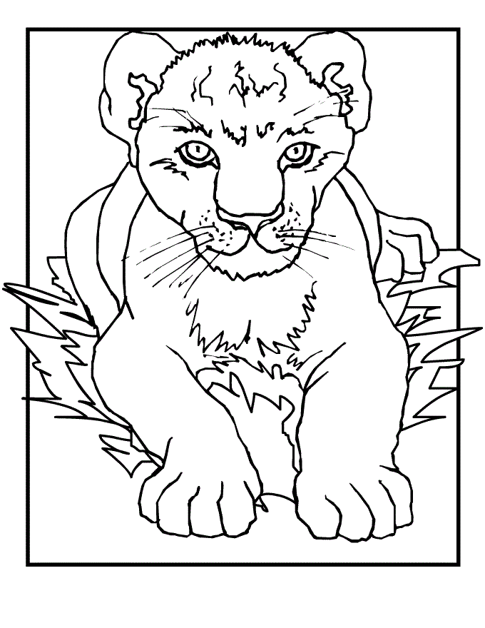 Majestic Lion Coloring Pages Printable 14