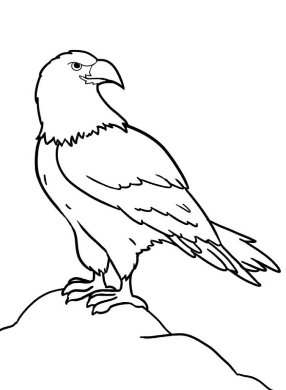 Proud Bald Eagle Coloring Pages Printable 10