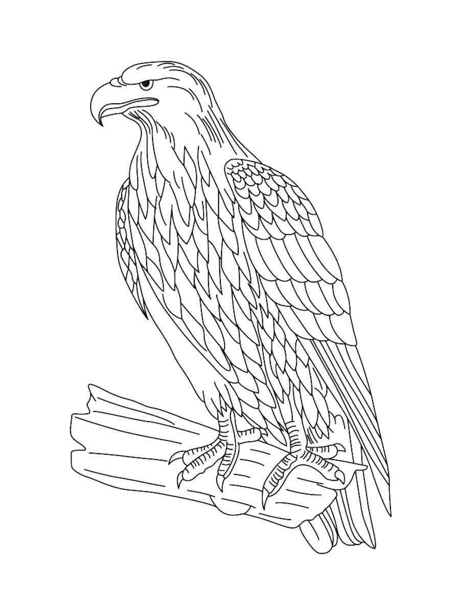 Proud Bald Eagle Coloring Pages Printable 11